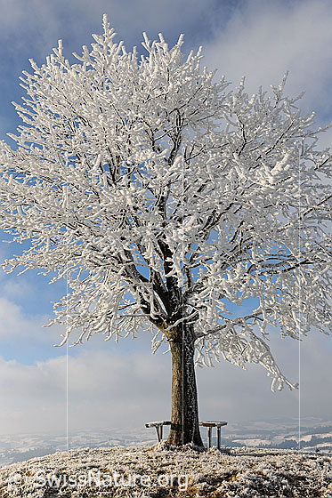 Foto: Mit Raureif belegter Baum auf Hügel im Emmental.