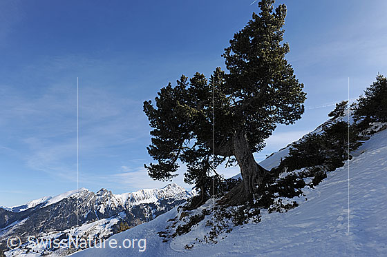 Foto: Föhre in Winterlandschaft. Der ältere Nadelbaum steht als Einzelbaum an einem Berghang.