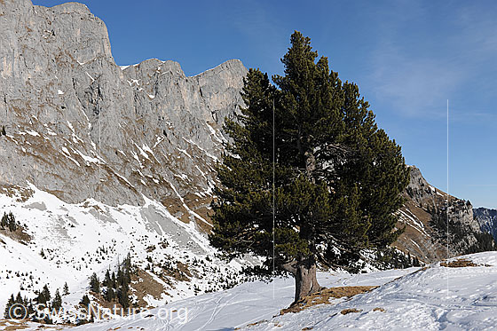 Foto: Stattliche Föhre in Winterlandschaft mit Felswand im Hintergrund.