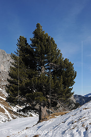 Foto: Föhre (Einzelbaum) in Winterlandschaft.