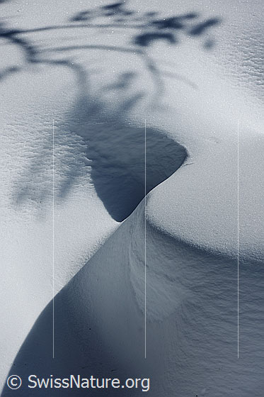 Foto: Schattenwurf auf Schneeoberfläche. Im Schnee ist der Schattenwurf eines Zweiges und die geschwungene Form der kleinen Wechte zu sehen.