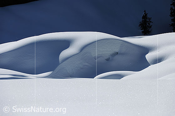 Foto: Wächte in unberührter Winterlandschaft. Blick über eine glitzernde Schneefläche auf die Verwehung, welche Schatten wirft und die gerundeten Formen in der weissen Landschaft unterstreicht.