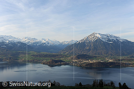 Foto: Niesen und Thunersee im Morgenlicht.