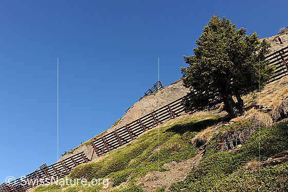 Foto: Lawinenschutz und Nadelbaum in felsigem Gelände.