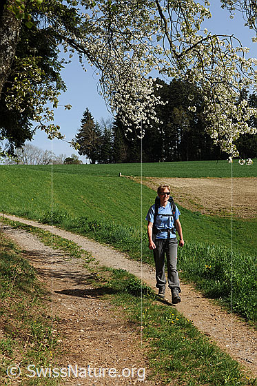 Foto: Wandern in Frühlingslandschaft mit grünen Wiesen. Über dem Wanderweg sind die Äste eines blühenden Kirschbaums zu sehen.