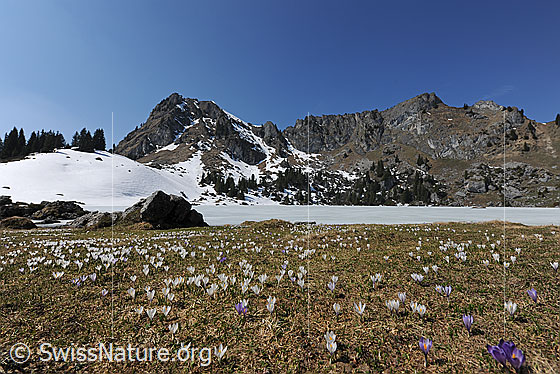 Foto: Berglandschaft mit Krokuswiese.