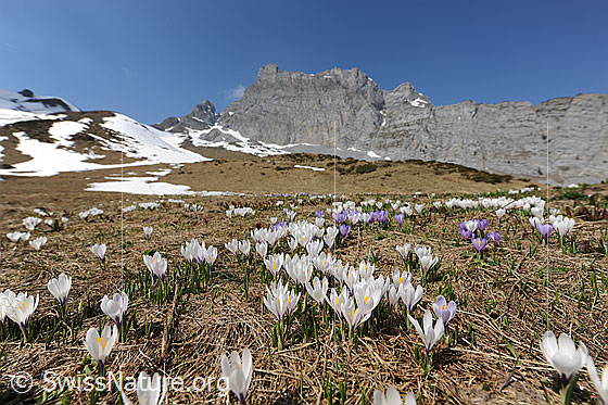 Foto: Blühende Krokusse in Berglandschaft.