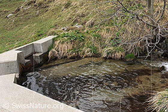 Foto: Kleine Wasserfassung mit Überlauf zur Energiegewinnung mittels Wasserkraft.