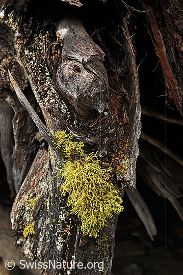 Foto: Flechten am Strunk einer Lärche.
Wahrscheinlich eine Wolfsflechte.
Lat.: Letharia vulpina
Familie: Strauchflechten