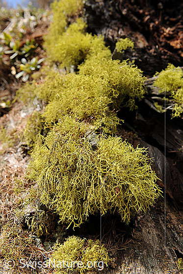 Foto: Flechten am Stamm einer Lärche.
Wahrscheinlich eine Wolfsflechte.
Lat.: Letharia vulpina
Familie: Strauchflechten