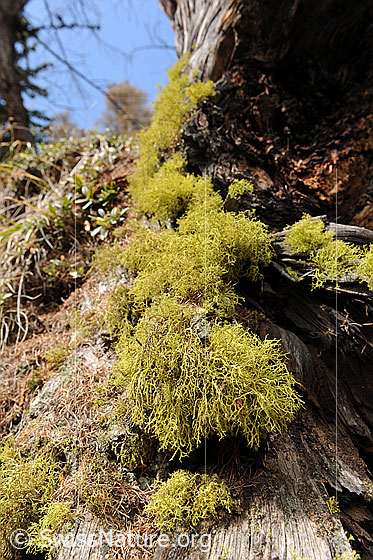 Foto: Flechten am Stamm einer Lärche.
Wahrscheinlich eine Wolfsflechte.
Lat.: Letharia vulpina
Familie: Strauchflechten