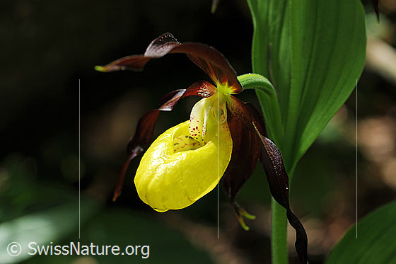 Foto: Blüte einer Orchidee: Frauenschuh. An der leuchtend gelben Blüte sind Wassertropfen zu sehen.
Umgebung: Lichter Wald.
Lat.: Cypripedium calceolus
Familie: Orchidaceae (Orchideen)