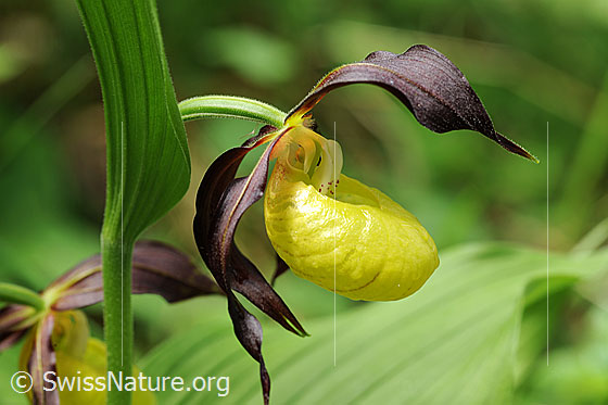 Foto: Frauenschuh, Blüte der Orchidee
Umgebung: Lichter Wald.
Lat.: Cypripedium calceolus
Familie: Orchidaceae (Orchideen)
Der Frauenschuh ist die einheimische Orchidee mit den grössten Blüten.