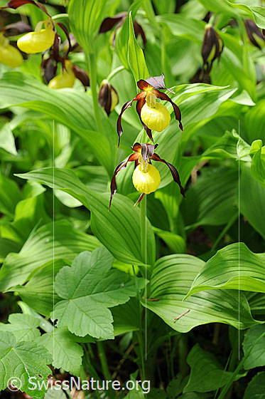 Foto: Frauenschuh (Orchideen). Ansicht der ganzen Pflanze.
Umgebung: Lichter Wald.
Lat.: Cypripedium calceolus
Familie: Orchidaceae (Orchideen)