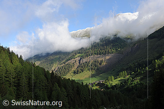 Foto: Morgenstimmung über dem Bergdorf Imfeld. Die bewaldete Landschaft ist grün und die Berggipfel sind frisch verschneit. An den Berghängen ziehen Nebelschwaden vorüber.