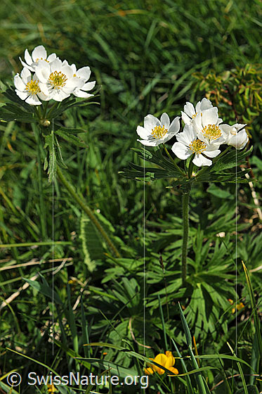 Photo: Anemone narcissiflora. Whole plant (habiti).
Lat.: Anemone narcissiflora
Family: Ranunculaceae
Genus: Anemone