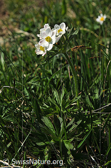 Photo: Anemone narcissiflora. Whole plant (habiti).
Lat.: Anemone narcissiflora
Family: Ranunculaceae
Genus: Anemone