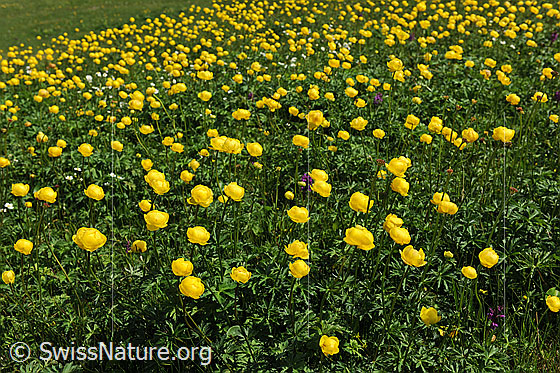 Foto: Gelbe Blumenwiese (Bergfrühling) mit zahlreichen Blüten der Ankebälli.
Europäische Trollblume
Lat.: Trollius europaeus 
Familie: Ranunculaceae