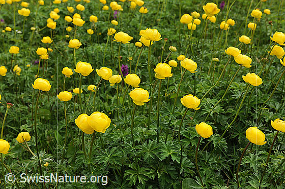Foto: Bergfrühling mit blühenden Ankebälli
Europäische Trollblume
Lat.: Trollius europaeus 
Familie: Ranunculaceae