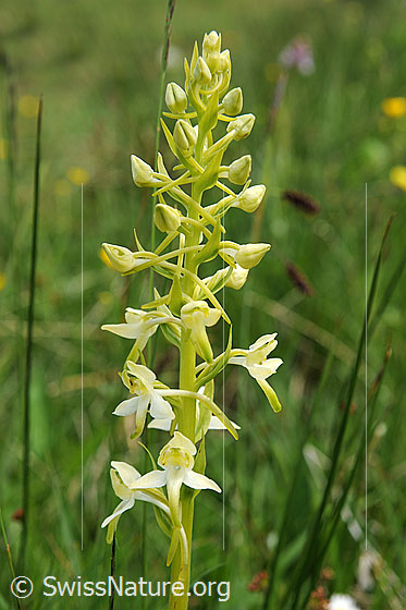 Foto: Weisses Breitkölbchen (Platanthera bifolia). Blütenstand.
Lat.: Platanthera bifolia
Familie: Orchidaceae (Orchideen)
Unterfamilie: Orchidoideae
Gattung: Platanthera (Breitkölbchen)