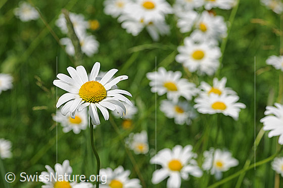 Foto: Gewöhnliche Wiesen-Margerite (Leucanthemum vulgare). Blüten.