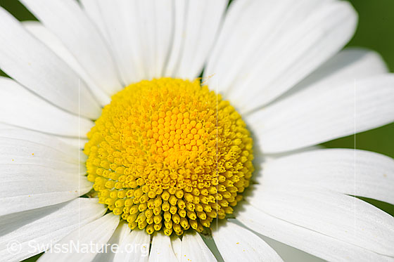 Foto: Gewöhnliche Wiesen-Margerite (Leucanthemum vulgare). Nahansicht einer Blüte.