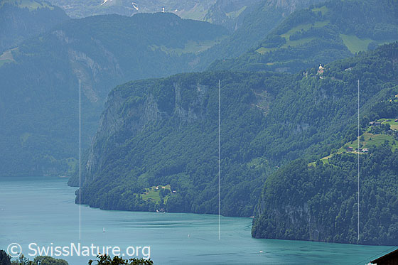 Foto: Vierwaldstättersee und Rütliwiese umgeben von bewaldeten Berghängen.