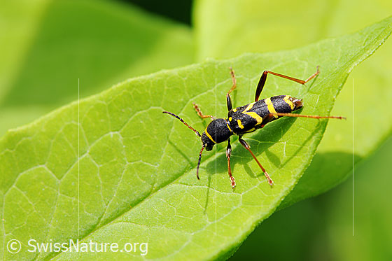 Gemeiner Widderbock (Clytus arietis)