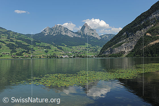 Foto: Lauerzersee.
Kleiner Mythen und Grosser Mythen mit Quellwolken. Davor grüne Landschaft und die weite Wasserfläche des Lauerzersees.