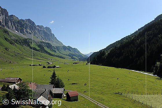 Foto: Urnerboden, Glarus. Alphütten und grüne Alpweiden auf der weiten Ebene des Urnerbodens. Die Hochebene liegt zwischen steilen Berghängen und Wäldern.