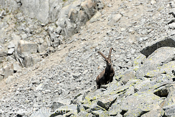 Foto: Steinbock (Capra ibex) auf Geröllfeld.
Lat.: Capra ibex
Ordnung: Artiodactyla (Paarhufer)
Familie: Bovidae (Hornträger)
Unterfamilie: Antilopinae
Gattung: Capra (Ziegen)
