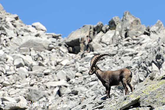 Foto: Steinbock auf Felsblöcken einer Geröllhalde.
Lat.: Capra ibex
Ordnung: Artiodactyla (Paarhufer)
Familie: Bovidae (Hornträger)
Unterfamilie: Antilopinae
Gattung: Capra (Ziegen)