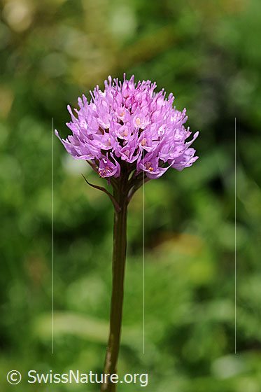 Kugelorchis (Traunsteinera globosa)