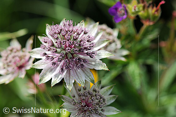 Foto: Grosse Sterndolde (Astrantia major). Blüte.