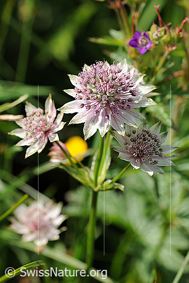 Photo: Astrantia major. Blossoms and stem.