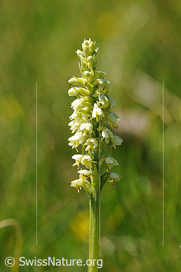 Foto: Weisszunge (Pseudorchis albida). Blütenstand
Umgebung: Magerwiese.
Lat.: Pseudorchis albida
Familie: Orchidaceae (Orchideen)
