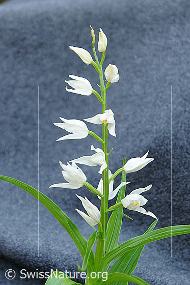 Foto: Langblättriges Waldvögelein (Cephalanthera longifolia). Blütenstand und Blüten.