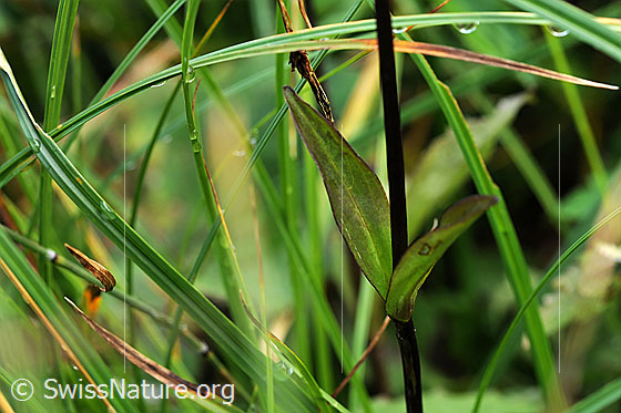 Foto: Moorenzian (Swertia perennis). Obere Stengelblätter.
Umgebung: Flachmoor.
Lat.: Swertia perennis
Familie: Gentianaceae (Enziangewächse)
Gattung: Swertia
