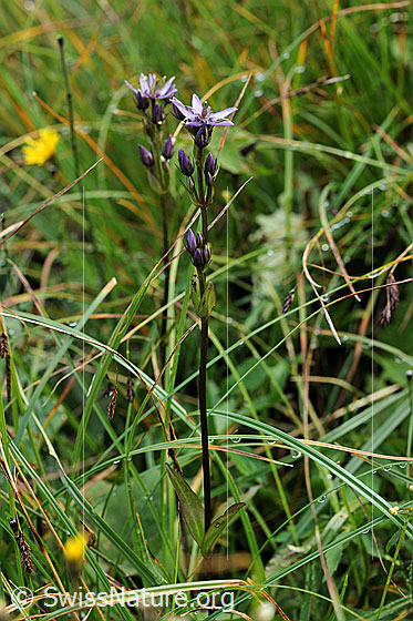 Foto: Moorenzian (Swertia perennis). Ganze Pflanze (Habitus)
Umgebung: Flachmoor.
Lat.: Swertia perennis
Familie: Gentianaceae (Enziangewächse)
Gattung: Swertia