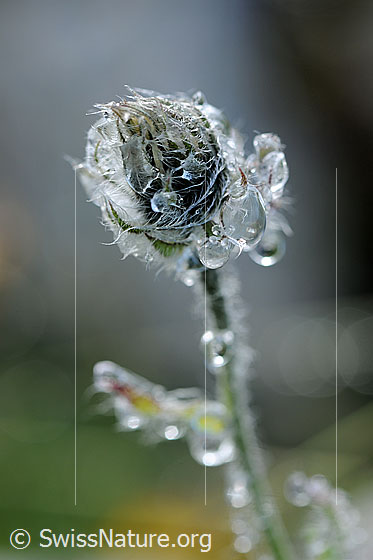 Foto: Tautropfen an Blüte.