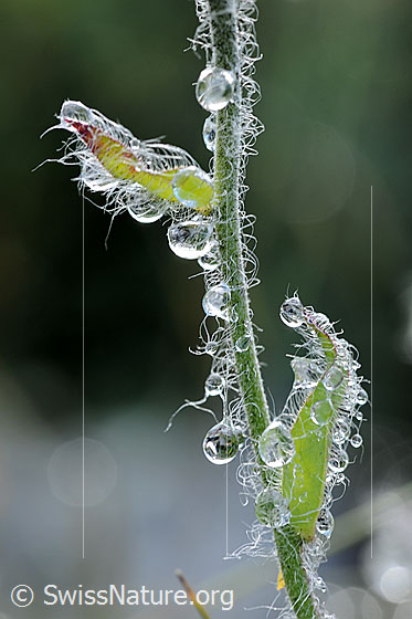 Foto: Tautropfen an Stengel und Blättern einer Blume.