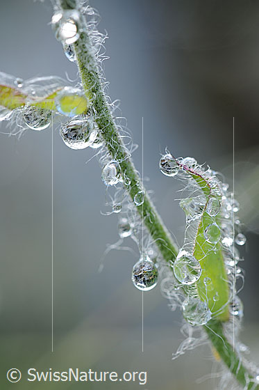 Foto: Wassertropfen an Halm.