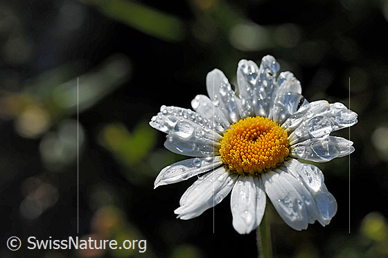 Wassertropfen auf Blüte einer Margerite