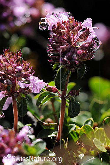 Foto: Blüte und Stängel einer Thymianart.