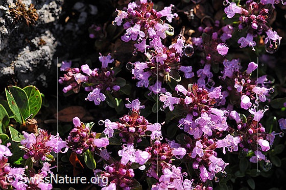 Foto: Blüten einer Thymianart.
