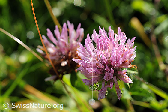 Foto: Blüte des Rotklee.
Rot-Klee
Lat.: Trifolium pratense
Familie: Fabaceae (Schmetterlingsblütler)
Gattung: Trifolium (Klee)