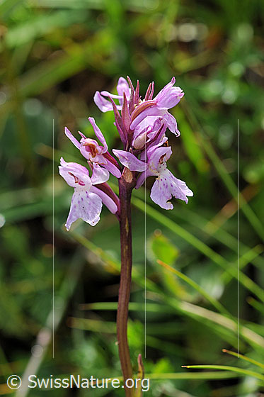 Foto: Wahrscheinlich Lappländisches Knabenkraut (Dactylorhiza lapponica). Blütenstand.
Lat.: Dactylorhiza lapponica
Familie: Orchidaceae (Orchideen)
Unterfamilie: Orchidoideae
Gattung: Dactylorhiza (Knabenkräuter)