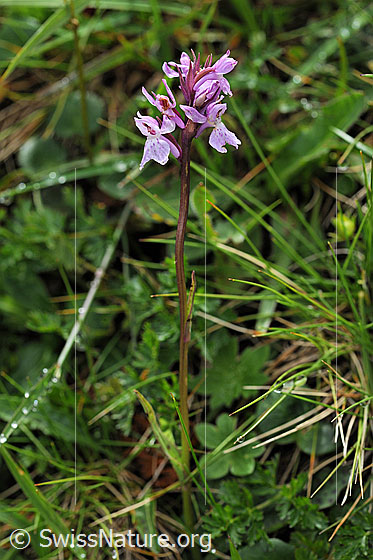 Foto: Wahrscheinlich Lappländisches Knabenkraut (Dactylorhiza lapponica). Ganze Pflanze (Habitus).
Lat.: Dactylorhiza lapponica
Familie: Orchidaceae (Orchideen)
Unterfamilie: Orchidoideae
Gattung: Dactylorhiza (Knabenkräuter)