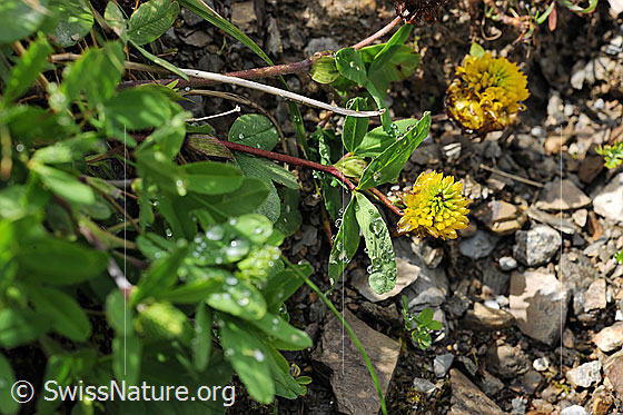 Foto: Braun-Klee. Auf den Blättern befinden sich Wassertropfen.
Lat.: Trifolium badium 
Familie: Schmetterlingsblütler