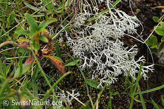 Foto: Strauchflechte neben Moos auf einer Feuchtwiese.
Flechte der Gattung Cladonia
ev. Lat.: Cladonia arbuscula 
Familie: Cladoniaceae